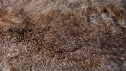 Hand softly touching Red Brown Animal fur hair. Stock Footage 305293594