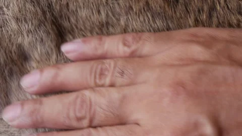Hand softly touching Red Brown Animal fur hair. Stock Footage 305293597
