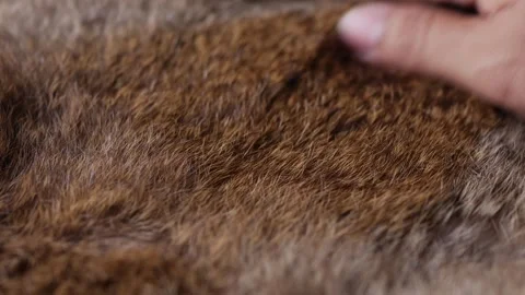 Hand softly touching Red Brown Animal fur hair. Stock Footage 305293604