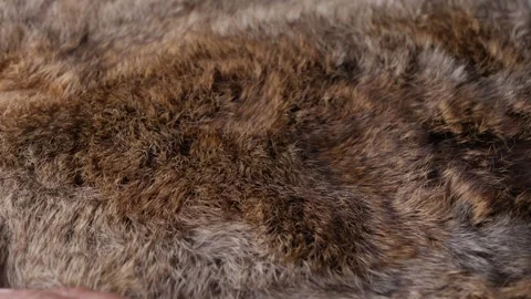 Hand softly touching Red Brown Animal fur hair. Stock Footage 305451298