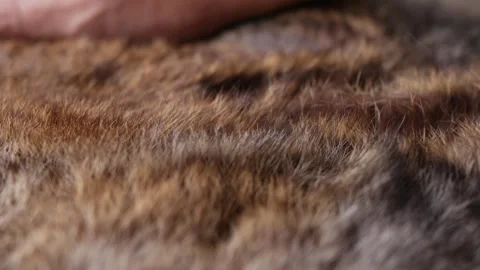 Hand softly touching Red Brown Animal fur hair. Stock Footage 305452033