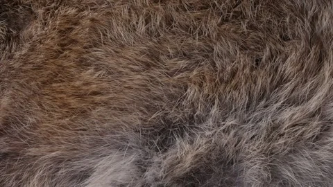 Hand softly touching Red Brown Animal fur hair. Stock Footage 306381711