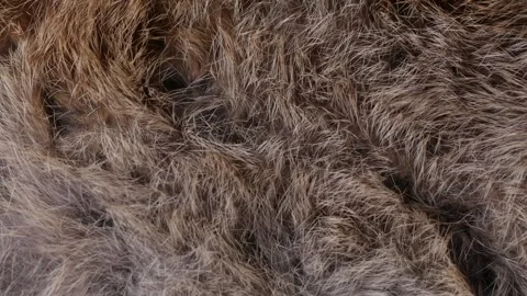 Hand softly touching Red Brown Animal fur hair. Stock Footage 306382093