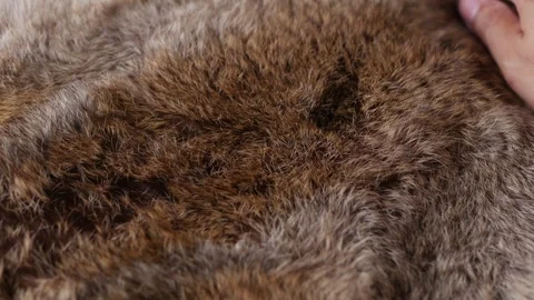 Hand softly touching Red Brown Animal fur hair. Stock Footage 306659620