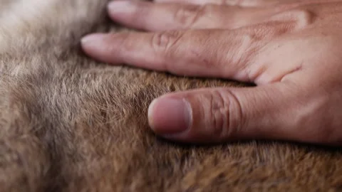 Hand softly touching Red Brown Animal fur hair. Видео 306659621