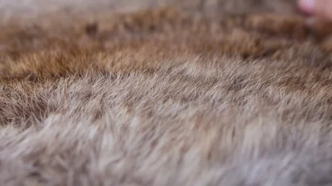 Hand softly touching Red Brown Animal fur hair. Stock Footage 306659624