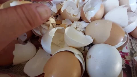 Hand sorting and crushing organic brown and white eggshells in a box Stock Footage 335644446