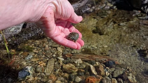 Hand sorting and dropping small pebbles into clear mountain water Stock Footage 343734480