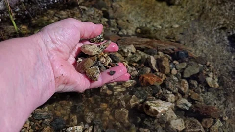 Hand sorting and dropping small pebbles into clear  water Stock Footage 343734490
