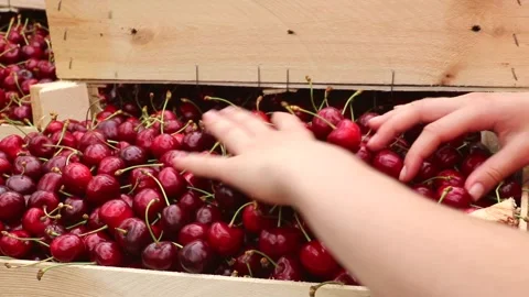 Hand sorting of cherries in boxes Vidéo 169287114