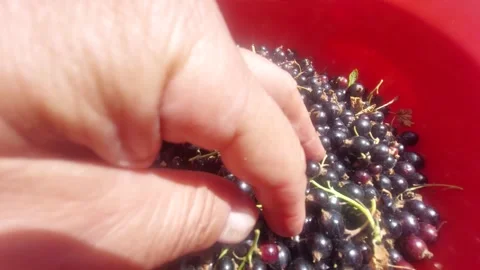 Hand sorting fresh blackcurrants inside a bright red plastic bowl in sunny weath Vidéo 338286800