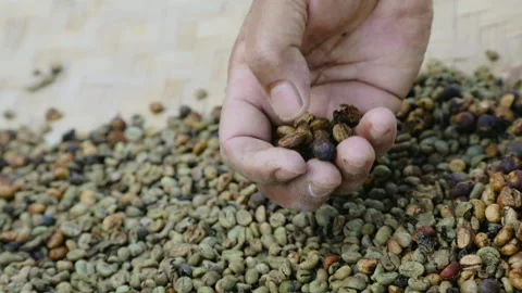 Hand Sorting Green Bean Coffee by A Woman. Harvesting Coffee Stock Footage 138172520
