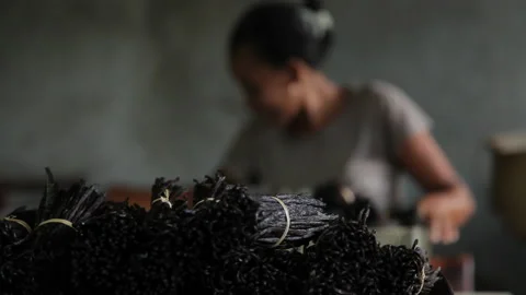 Hand Sorting Harvested Vanilla Pods with Attention to Quality and Texture Stock Footage 221444871