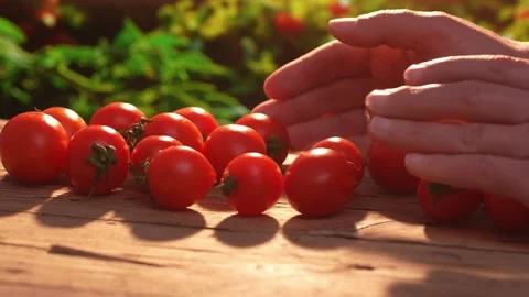Hand Sorting Tomatoes on a Wooden Surface. Stock Footage 266899464