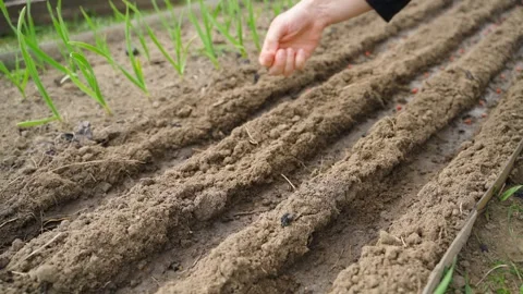 Hand sowing red coated pea seeds into garden bed close-up. Seed planting season Vidéo 342941568