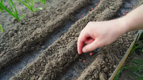 Hand sowing red pea seeds into garden bed close-up Video stock 342736271