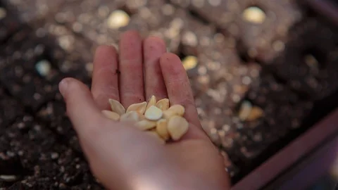 Hand sowing seeds Vídeos de archivo 94885419