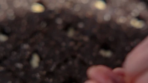 Hand sowing seeds in the soil Video stock 94884045