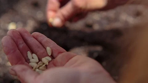 Hand sowing seeds in the soil Video stock 94884057