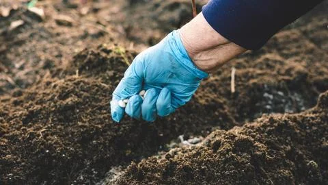 Hand that sows Stock Photos