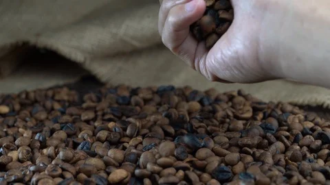 Hand spewing coffee beans Stock Footage 116219512