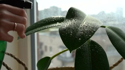 Hand with a spray gun sprays large ficus leaves, beautiful drops on the window Stock Footage 142401127