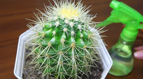 Hand Sprayed Cactus By Spray CloseUp Vídeo Stock 30139804