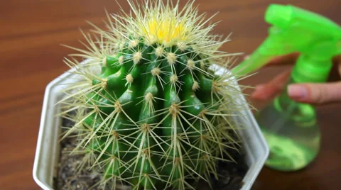 Hand Sprayed Cactus By Spray Stock Footage 30139726