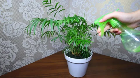 Hand Sprayed Plant By Spray Stock Footage 30139495