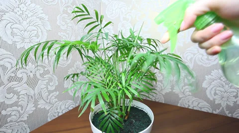 Hand Sprayed Plant By Spray Video stock 30139831