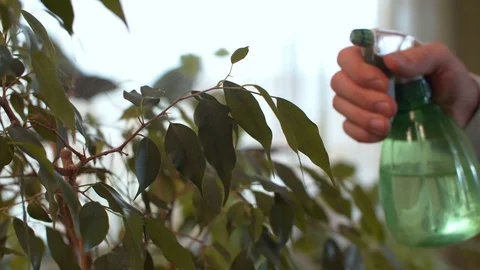 Hand spraying houseplants Video stock 128897819