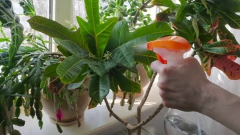 Hand spraying water in backlight Video stock 166318077