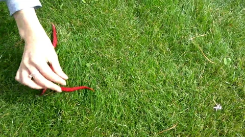 Hand spread the words out and the chili peppers on the green grass.  timelapse Stock Footage 67859350