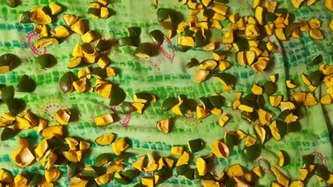Hand Spreading Green Mango Chunks for Pickle Preparation Stock Footage 338170780