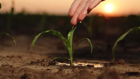 Hand sprout water pour, drop wet growth green seedling earth, soil fresh sunset Stock Footage 244551682
