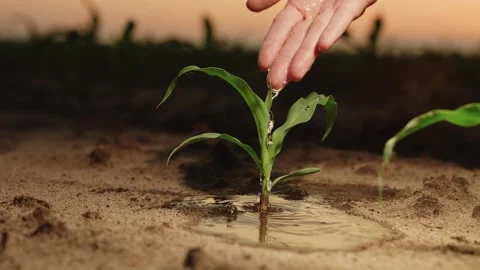 Hand sprout water pour, drop wet growth green seedling earth, soil fresh sunset Stock Footage 244797798