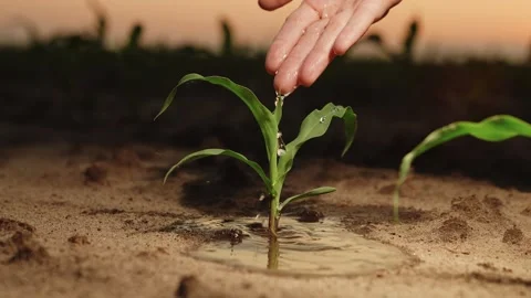 Hand sprout water pour, drop wet growth green seedling earth, soil fresh sunset Stock Footage 245283992