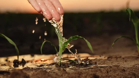 Hand sprout water pour, drop wet growth green seedling earth, soil fresh sunset Stock Footage 245411029
