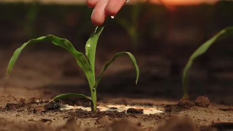 Hand sprout water pour, drop wet growth green seedling earth, soil fresh sunset Stock Footage 245586096
