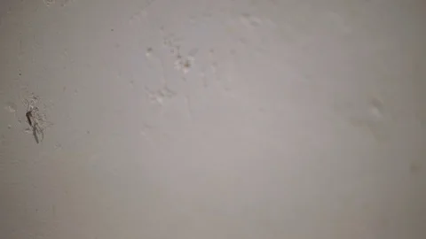 Hand squashes mosquito on a wall Stock Footage 71287899