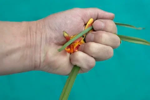 Hand squeez 写真素材