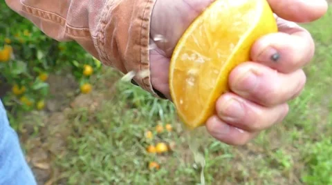 Hand Squeezes Orange Stock Footage 47373642