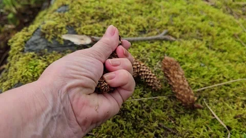Hand squeezing and turning a small brown pine cone outdoors Stock Footage 344058367
