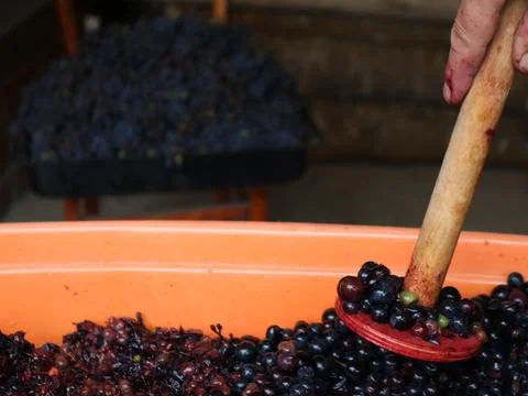 Hand squeezing dark grapes in a container Stock Photos