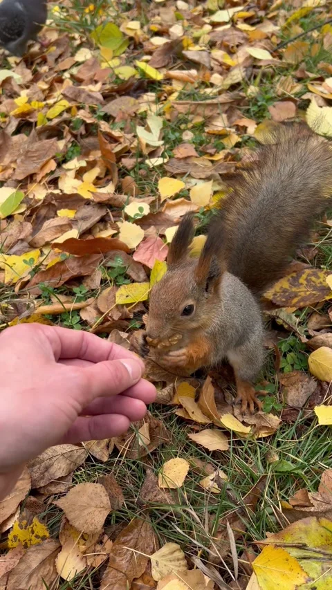 Hand squirrel Video stock 257087842