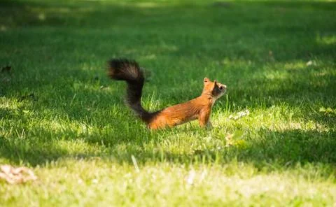 Hand squirrel in the park Stock Photos