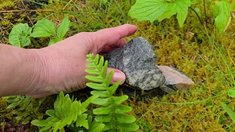 Hand Stacking Flat Granite Stones Among Moss and Ferns Stock Footage 341895276