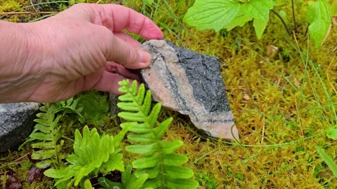 Hand Stacking Flat  Stones Among Moss and Ferns Stock Footage 341895290