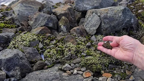 Hand Stacking Small Pebbles on Moss Among Granite Rocks by the Sea Stock Footage 344895868