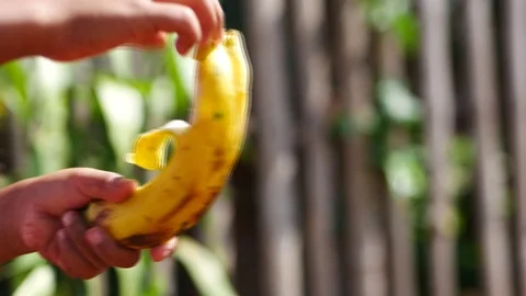 Hand stripping the banana Stock Footage 103360101